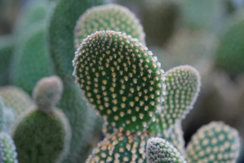 Opuntia Microdasys - Opuntia microdasys