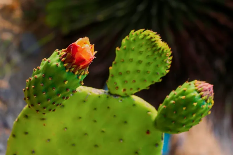 Opuntia Santa Rita - Opuntia santa-rita