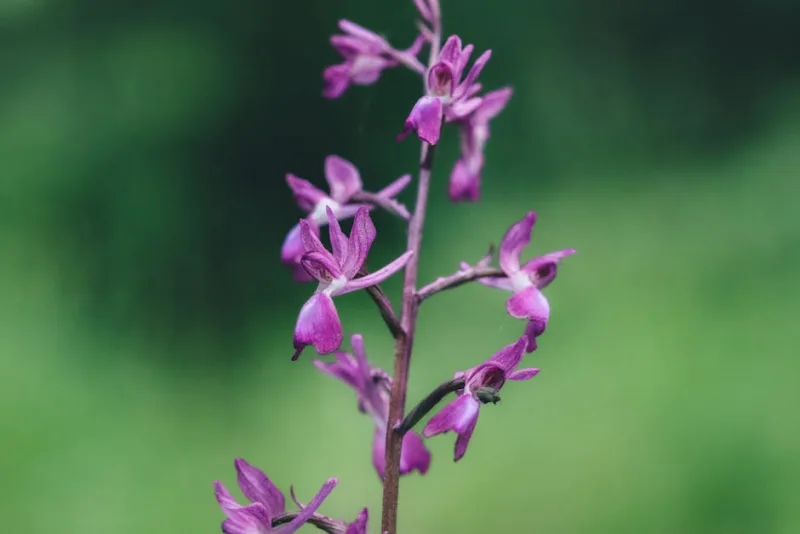 Orchidea Uomo Nudo - Orchis italica