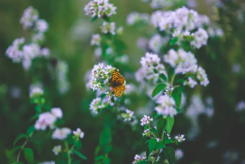 Origano Ornamentale - Origanum laevigatum