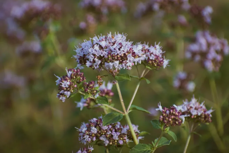 Origano - Origanum vulgare