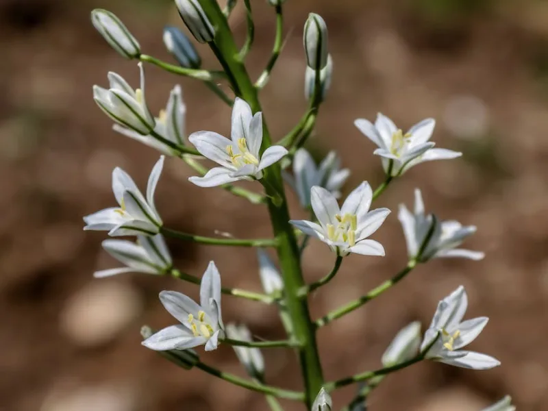 Ornithogalum - Ornithogalum umbellatum