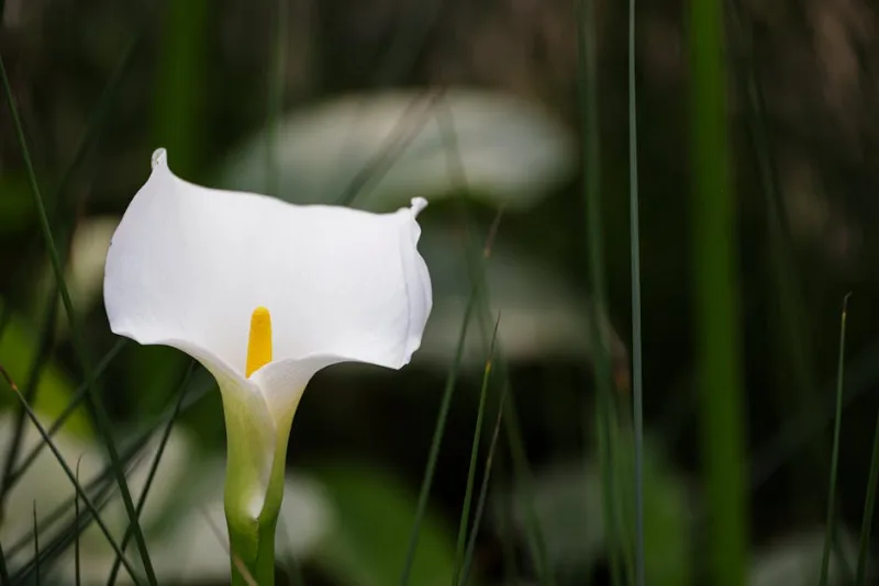 Orontium Aquaticum - Orontium aquaticum