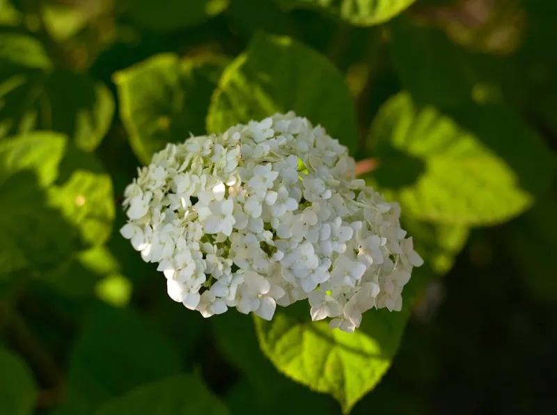 Ortensia Invincibelle - Hydrangea arborescens 'Invincibelle Spirit'
