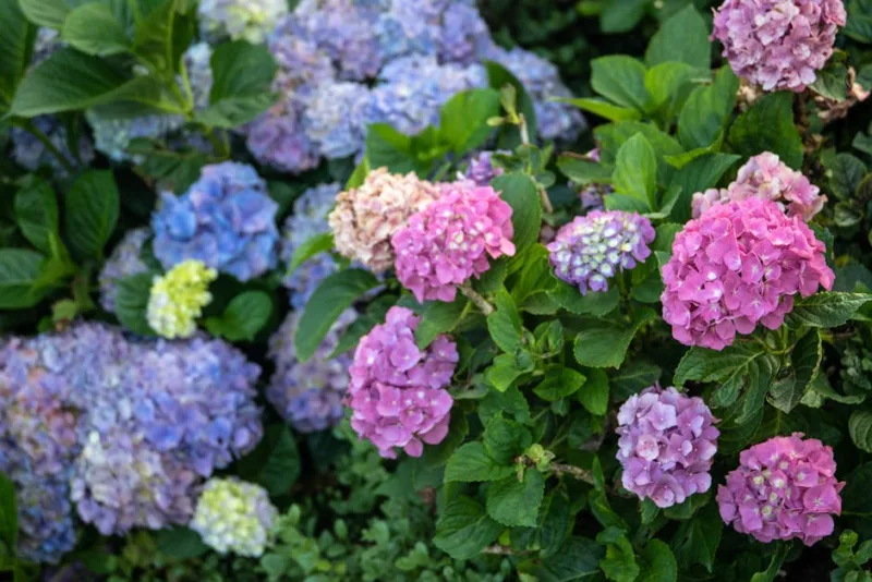 Ortensia Macrophylla - Hydrangea macrophylla