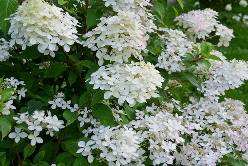 Ortensia Phantom - Hydrangea paniculata 'Phantom'