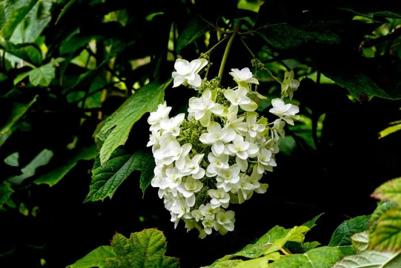 Ortensia Quercifolia - Hydrangea quercifolia