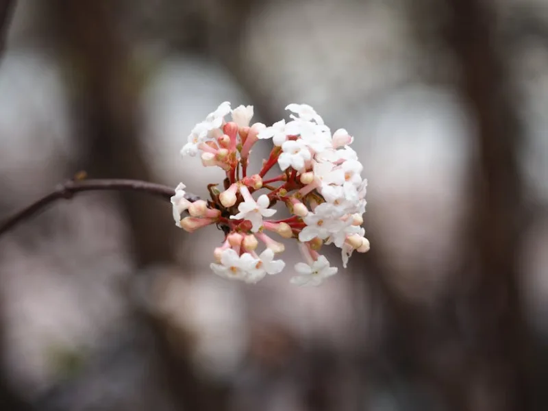 Osmanthus Burkwoodii - Osmanthus × burkwoodii