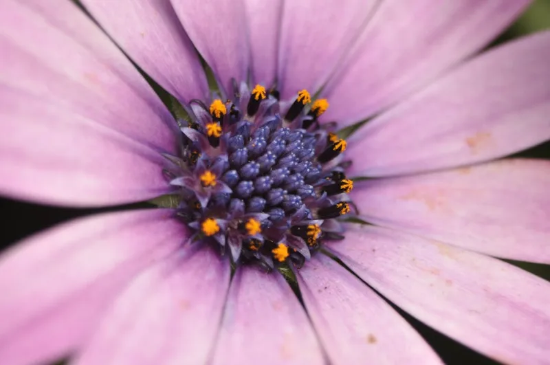 Osteospermum Serenity Blue - Osteospermum 'Serenity Blue'