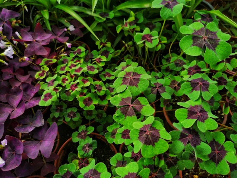 Oxalis Deppei - Oxalis tetraphylla