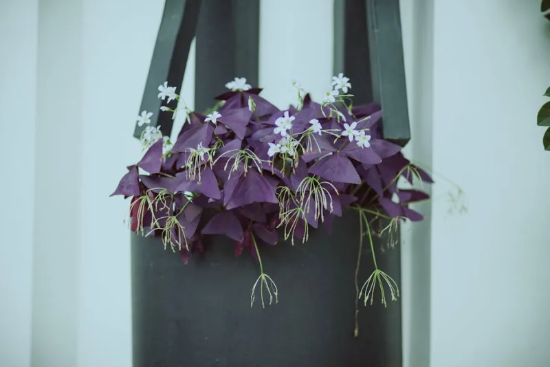 Oxalis Triangularis - Oxalis triangularis