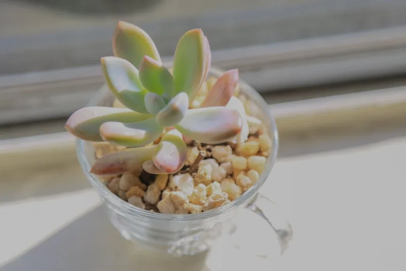 Pachyphytum Oviferum - Pachyphytum oviferum