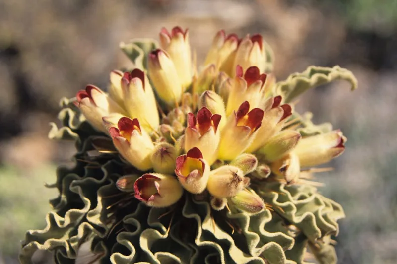 Pachypodium Lamerei - Pachypodium lamerei