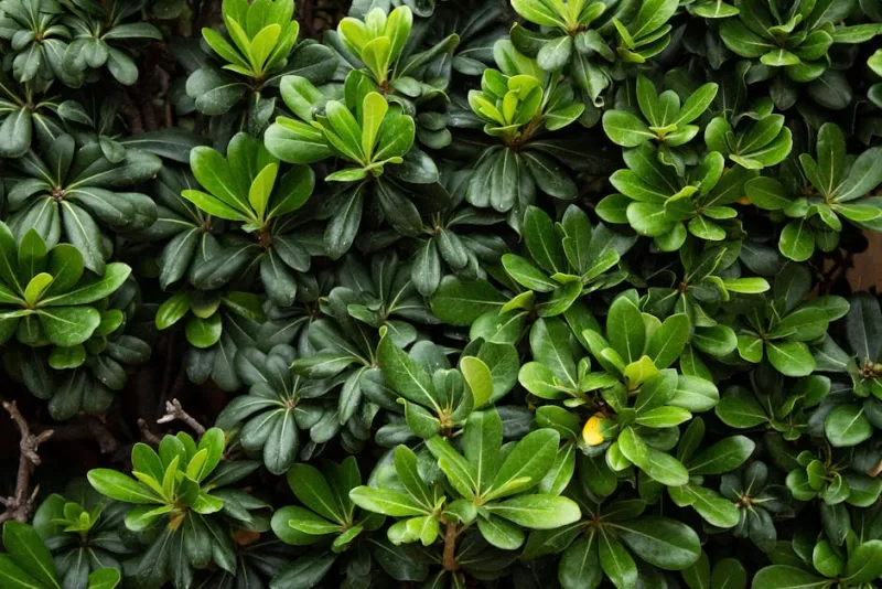 Pachysandra Terminalis - Pachysandra terminalis