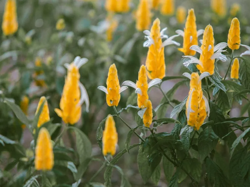 Pachystachys - Pachystachys lutea