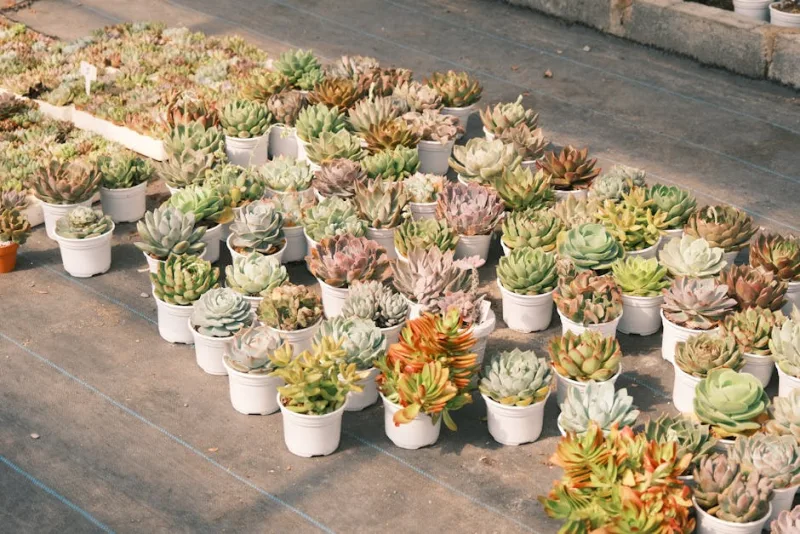 Pachyveria Glauca - × Pachyveria 'Glauca'