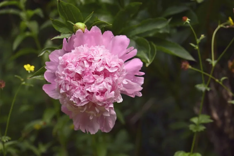 Paeonia Officinalis - Paeonia officinalis