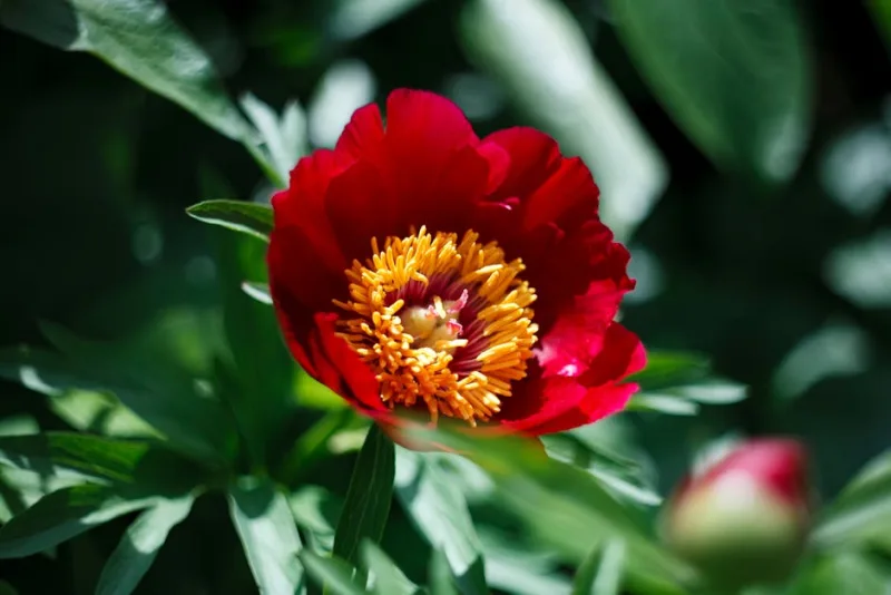 Paeonia Peregrina - Paeonia peregrina