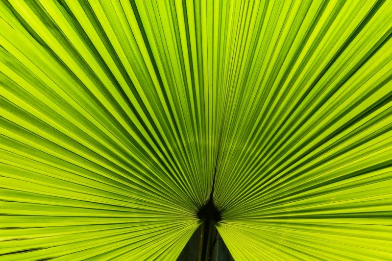Palma Nana - Chamaerops humilis
