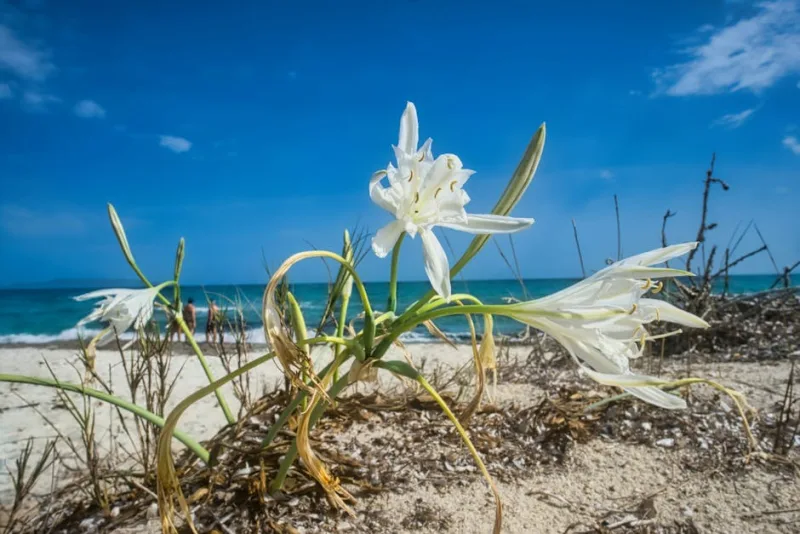 Pancratium Maritimum - Pancratium maritimum