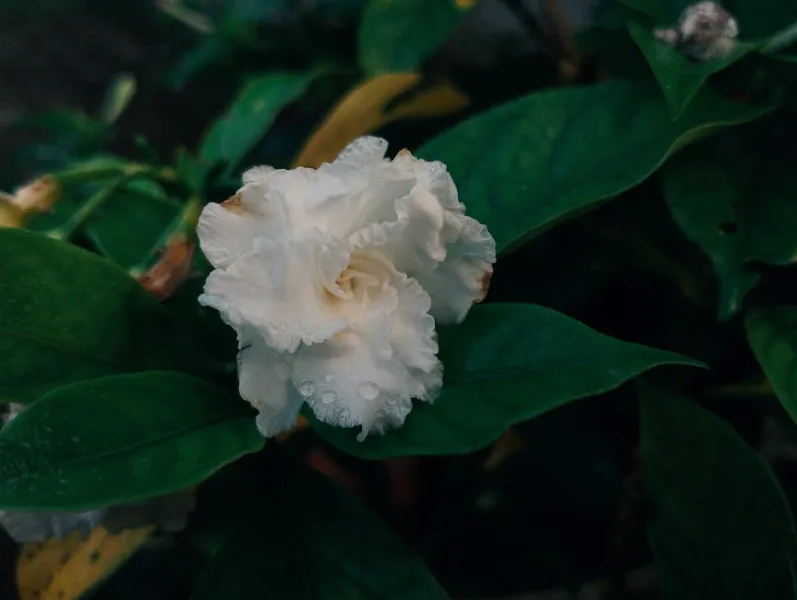 Pandorea Jasminoides - Pandorea jasminoides