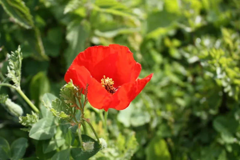 Papavero Lady Bird - Papaver commutatum 'Ladybird'