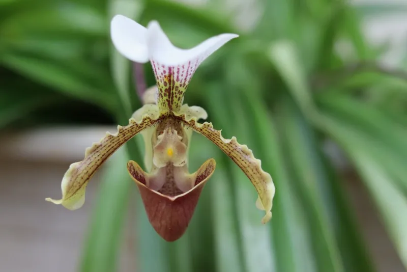 Paphiopedilum Insigne - Paphiopedilum insigne