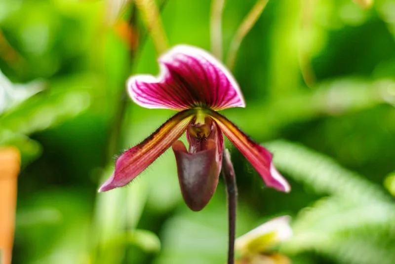 Paphiopedilum - Paphiopedilum spp.