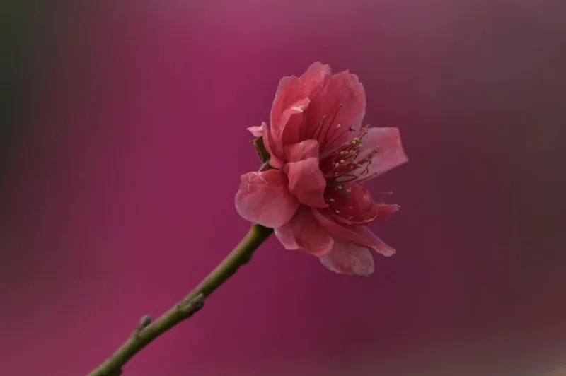Parrotia Persica - Parrotia persica