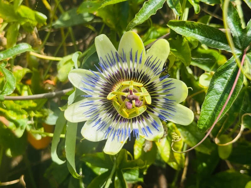 Passiflora Caerulea - Passiflora caerulea