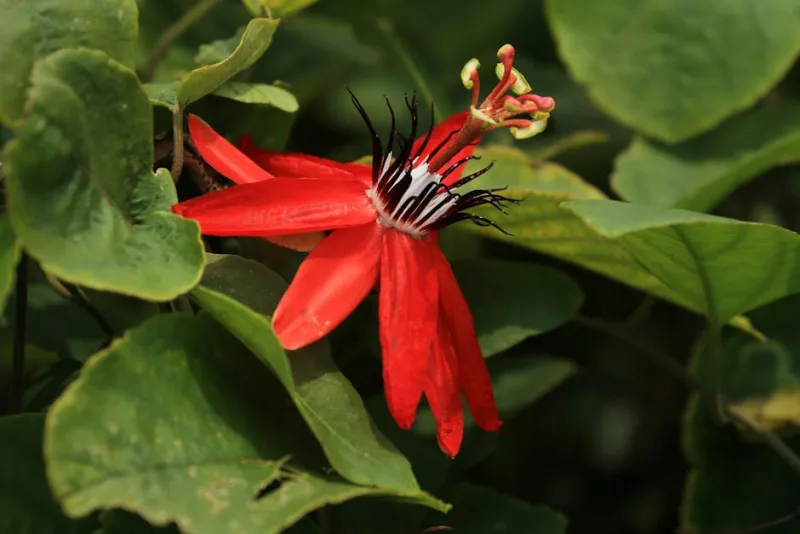 Passiflora Rossa - Passiflora coccinea