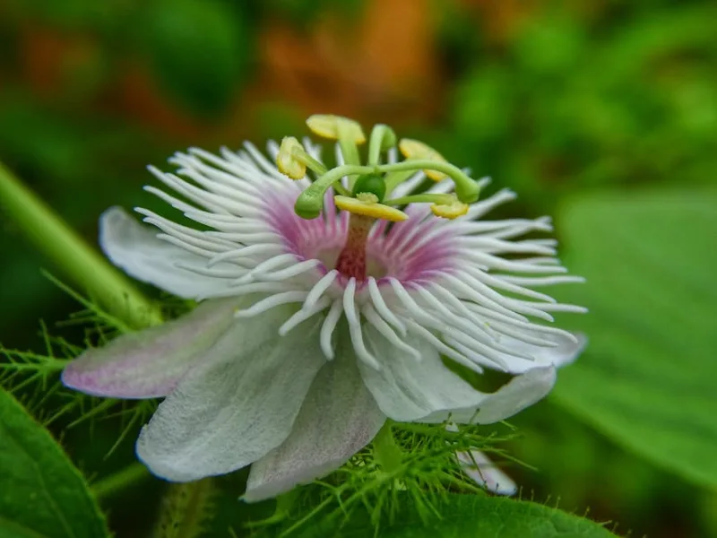 Passiflora Violacea - Passiflora × violacea