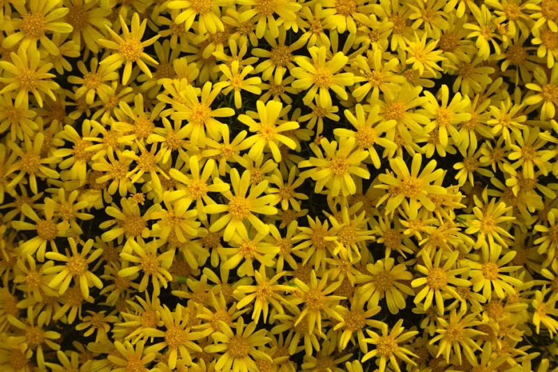 Patrinia Scabiosifolia - Patrinia scabiosifolia