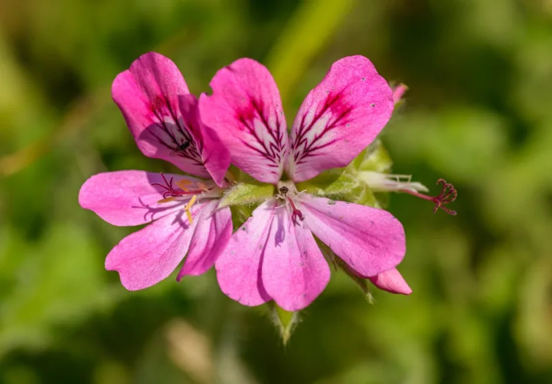 Pelargonium Graveolens - Pelargonium graveolens