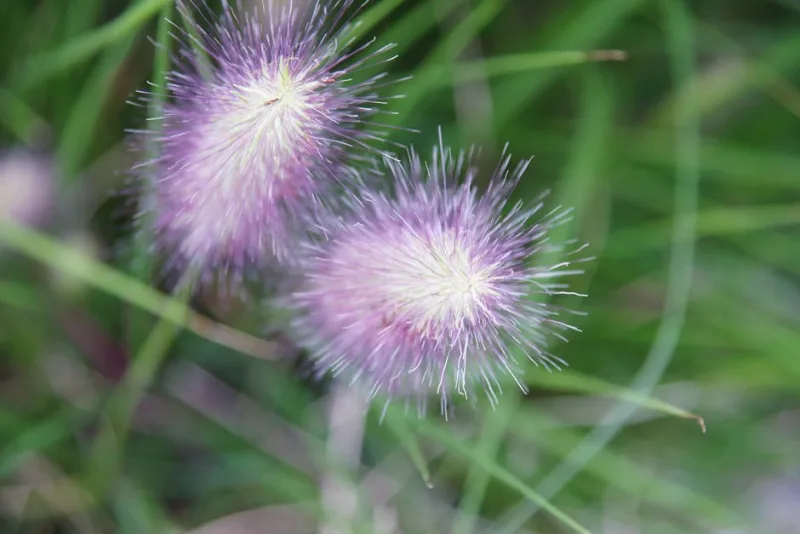 Pennisetum Hameln - Pennisetum alopecuroides 'Hameln'