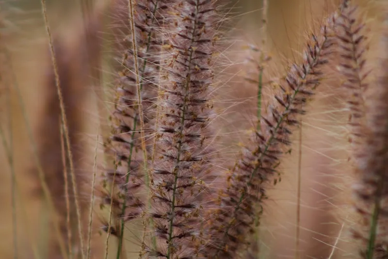 Pennisetum Rosso - Pennisetum setaceum 'Rubrum'
