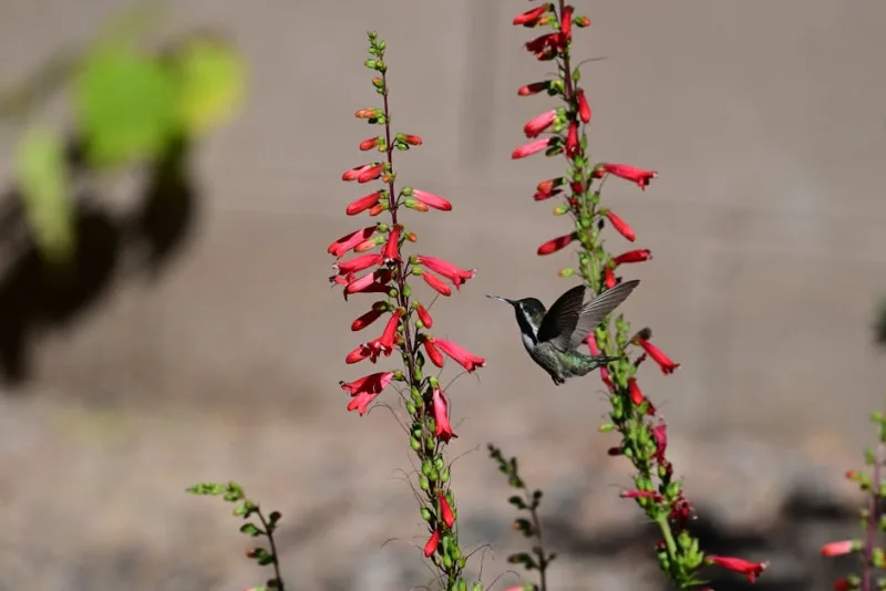 Penstemon - Penstemon spp.
