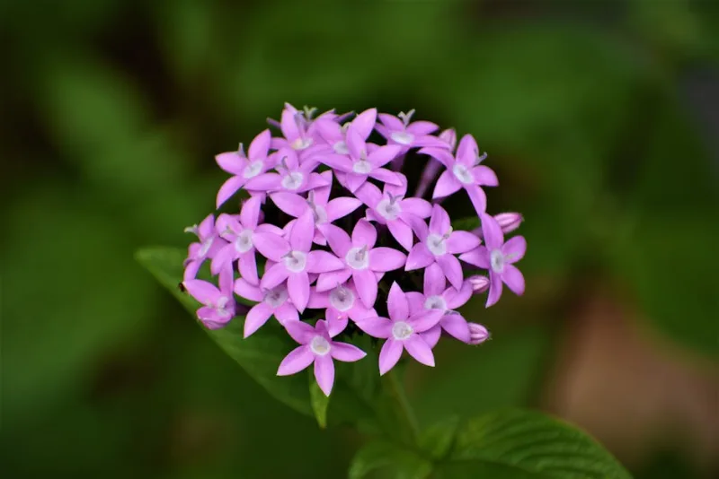 Pentas - Pentas lanceolata