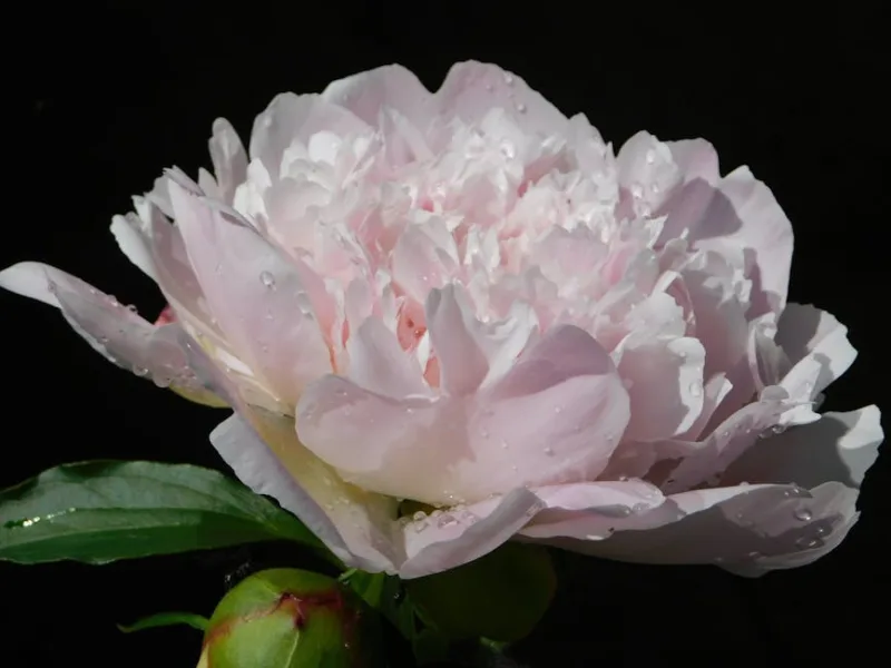 Peonia Bowl of Beauty - Paeonia lactiflora 'Bowl of Beauty'