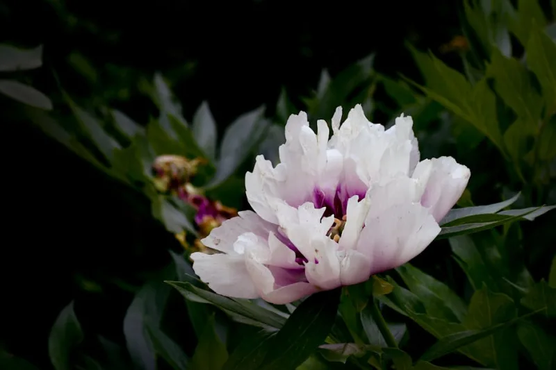 Peonia Coral Charm - Paeonia 'Coral Charm'