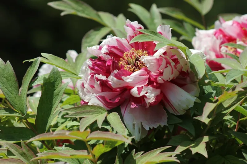 Peonia Itoh - Paeonia (Itoh)