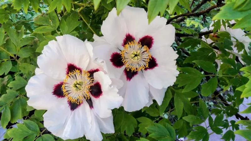 Peonia Tree Hanakisoi - Paeonia suffruticosa 'Hanakisoi'