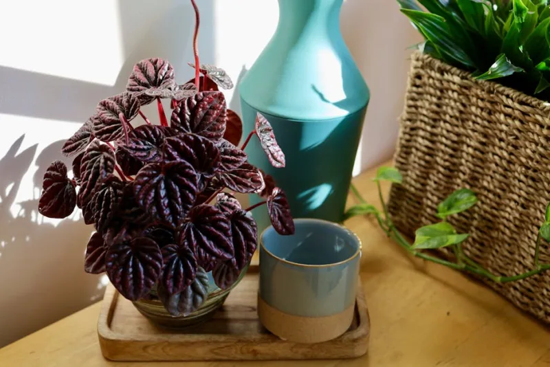 Peperomia - Peperomia obtusifolia