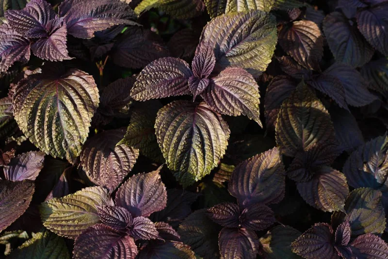 Perilla Frutescens - Perilla frutescens
