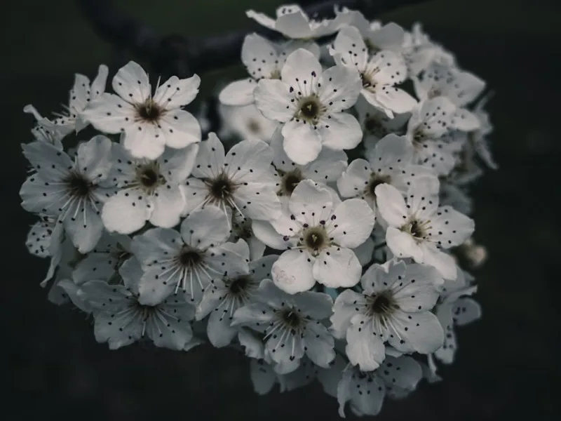 Pero da Fiore - Pyrus calleryana