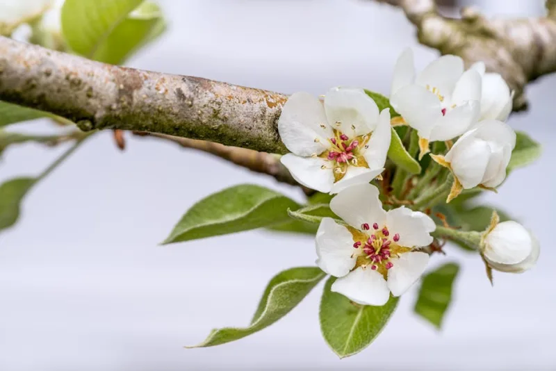 Pero in Fiore - Pyrus communis