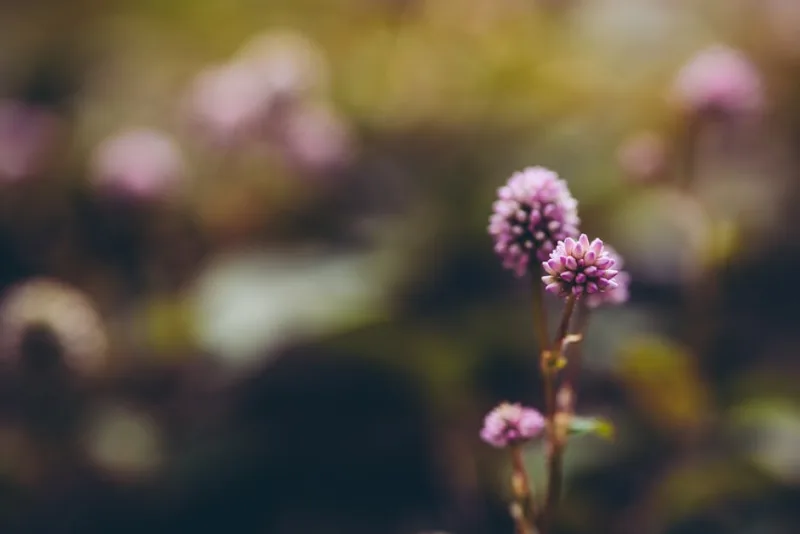 Persicaria Affinis - Persicaria affinis