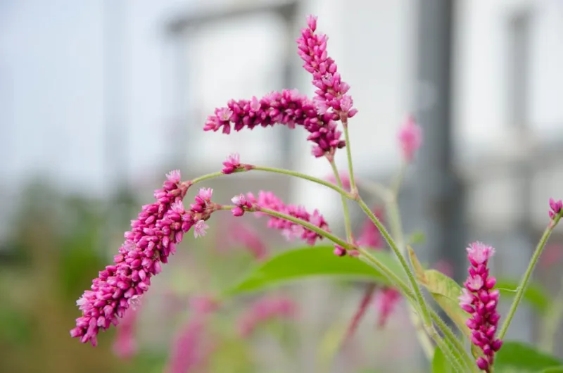Persicaria - Persicaria amplexicaulis