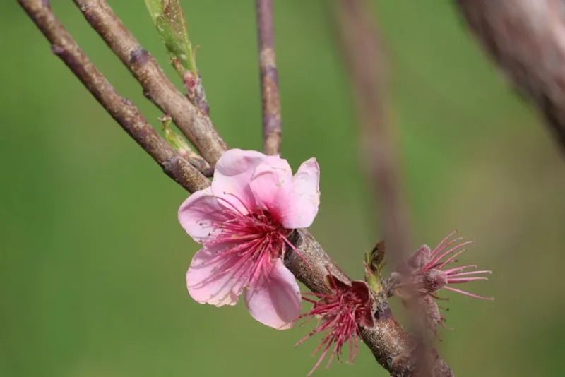 Pesco da Fiore - Prunus persica 'Klara Mayer'
