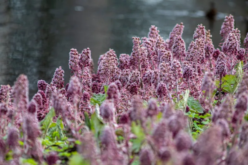 Petasites Japonicus - Petasites japonicus